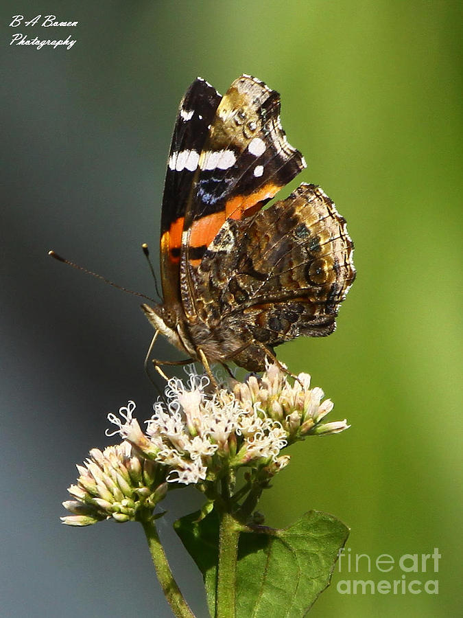 Red Admiral Butterfly Photograph by Barbara Bowen