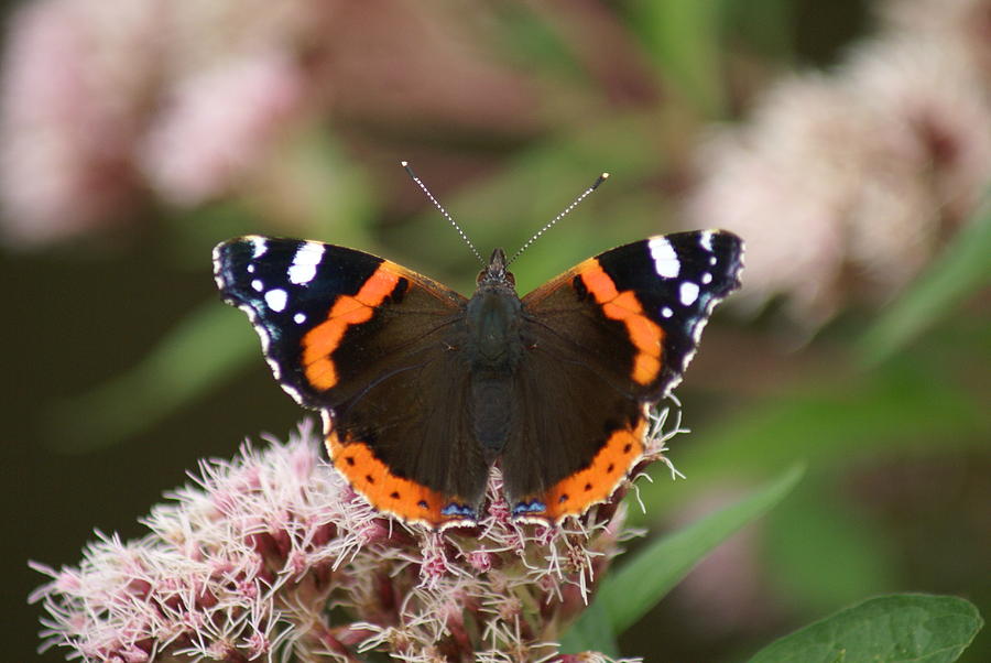 Red Admiral Butterfly Photograph by Christopher Beardall - Fine Art America