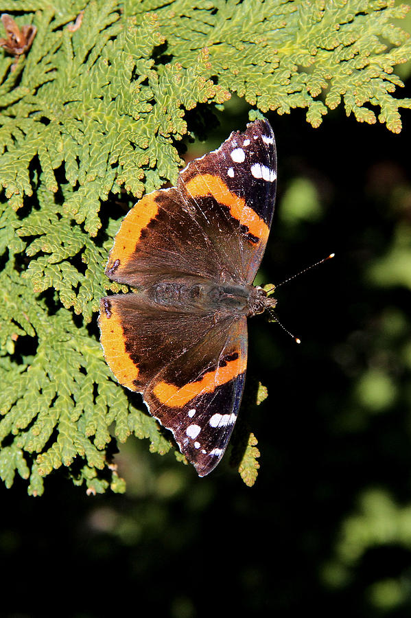 Red Admiral butterfly Photograph by Doris Potter