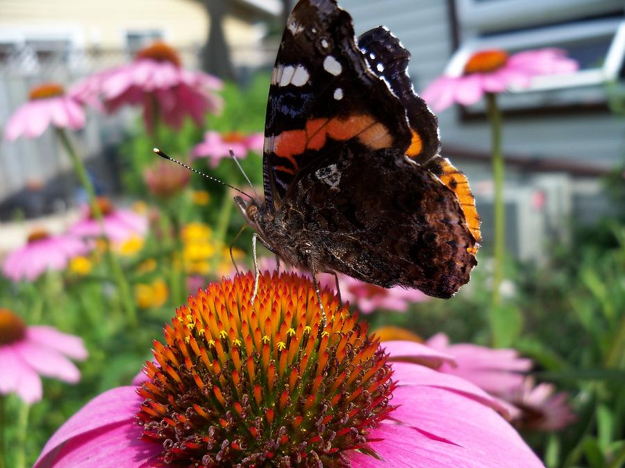 Red Admiral Butterfly Drinking Nectar - Side Photograph by Corinne ...