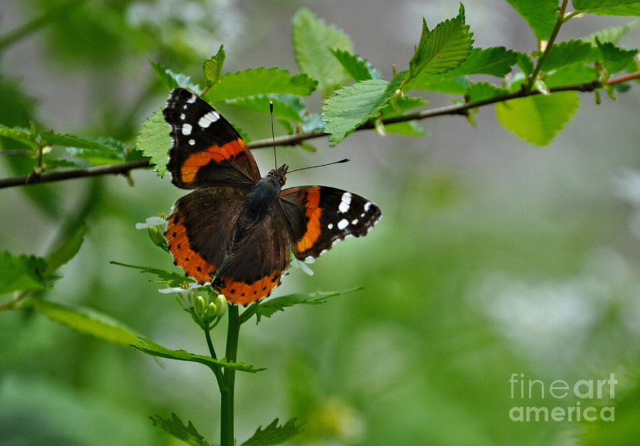 Red Admiral Butterfly Photograph by Elaine Manley