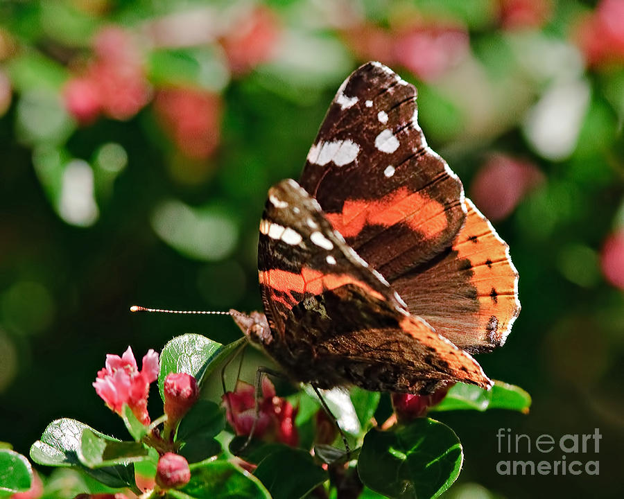 Red Admiral Butterfly Photograph by Jean A Chang