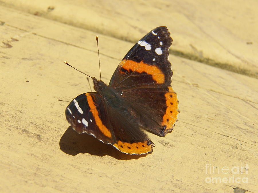 Red Admiral Butterfly Painting by Judy Via-Wolff