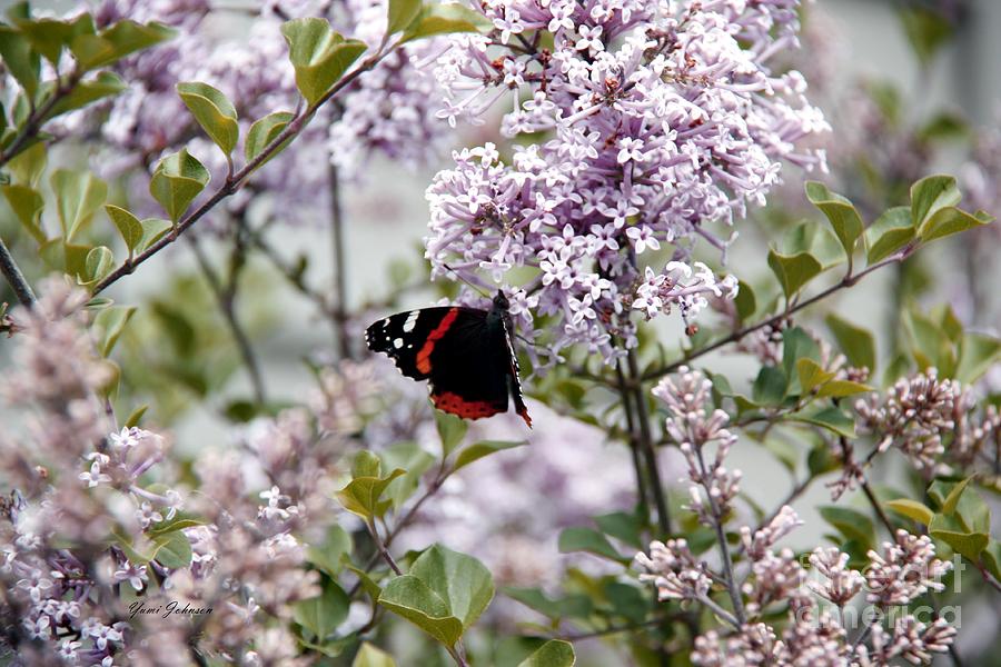 Red Admiral Butterfly on the Lilac bush  Photograph by Yumi Johnson