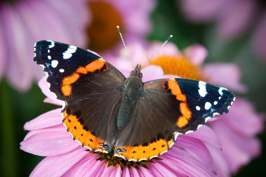 Red Admiral Photograph by Craig Leaper