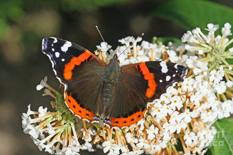Red Admiral Photograph by David Birchall