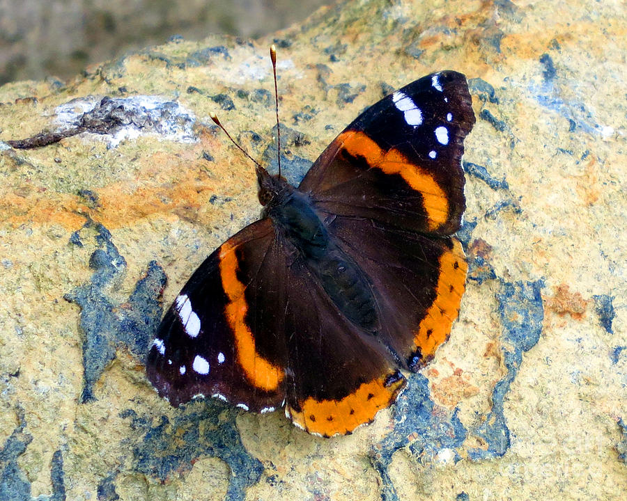 Butterfly Photograph - Red Admiral by Patricia Januszkiewicz