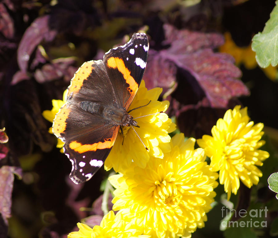 Red Admiral Sails Yellow Mums Photograph by Robert E Alter Reflections of Infinity LLC