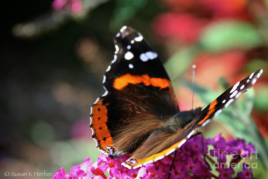 Wildlife Photograph - Red Admiral by Susan Herber