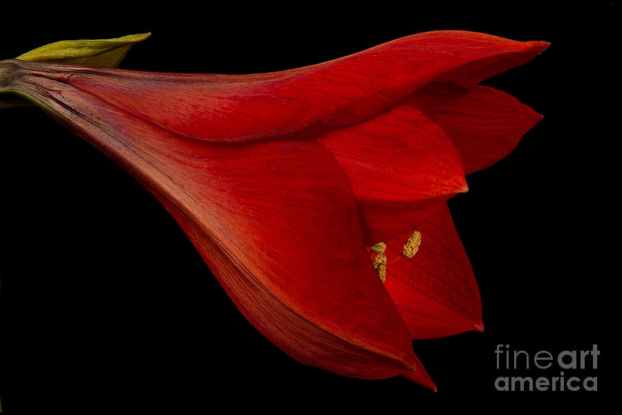 Red Amaryllis - 1 Photograph by Ann Garrett