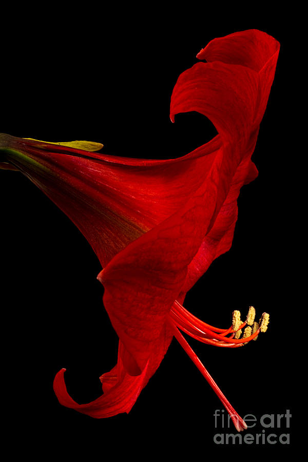 Red Amaryllis - 4 Photograph by Ann Garrett