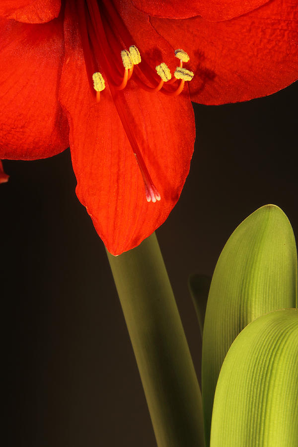 Flowers Still Life Photograph - Red Amaryllis by Brian Lee