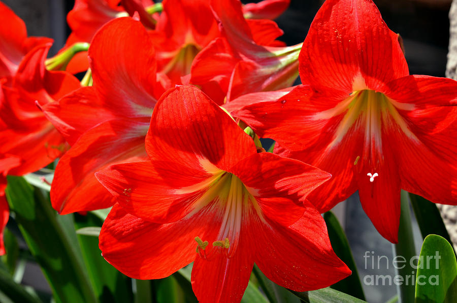 Red Amaryllis Flowers Digital Art by Pravine Chester