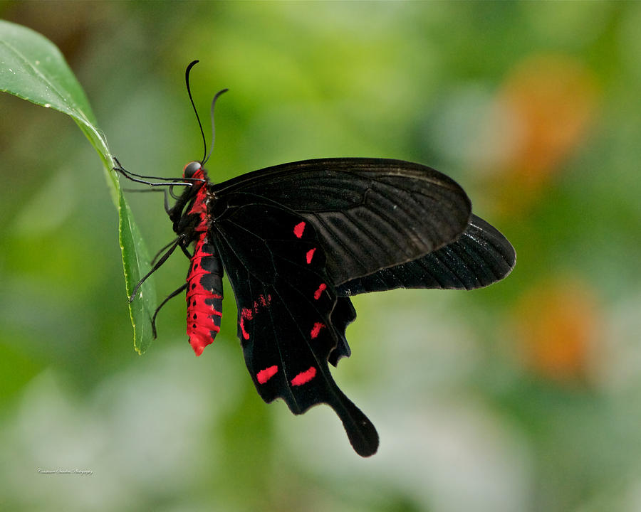 Red And Black Butterfly Photograph