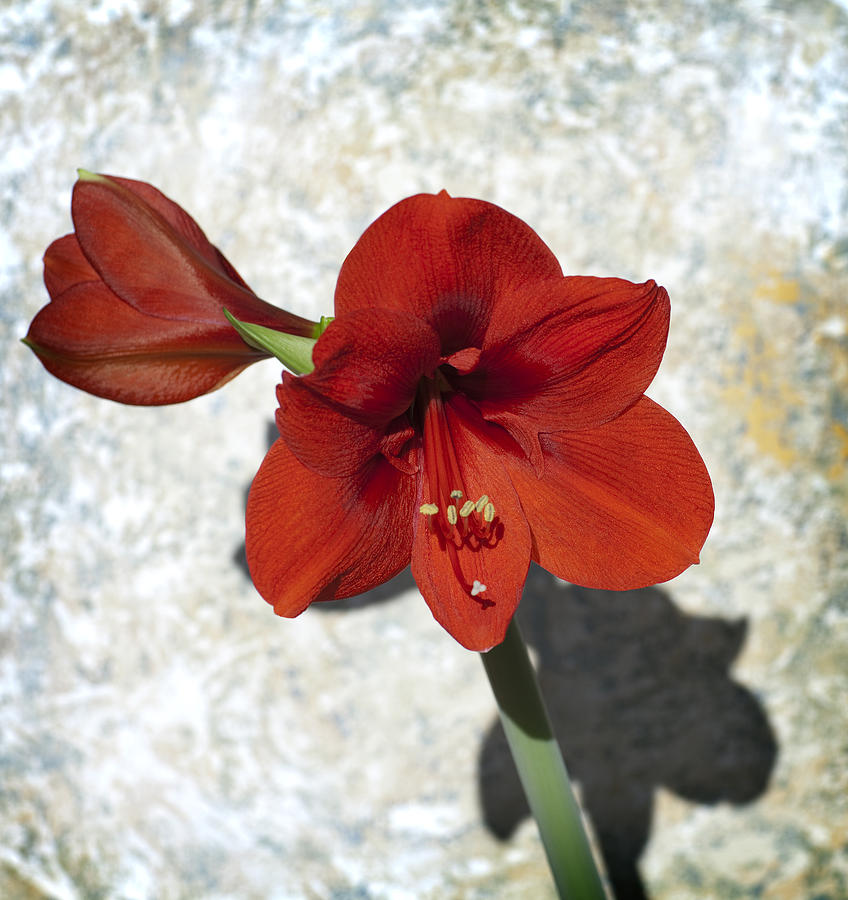 Red and green bloom Photograph by Al Hurley