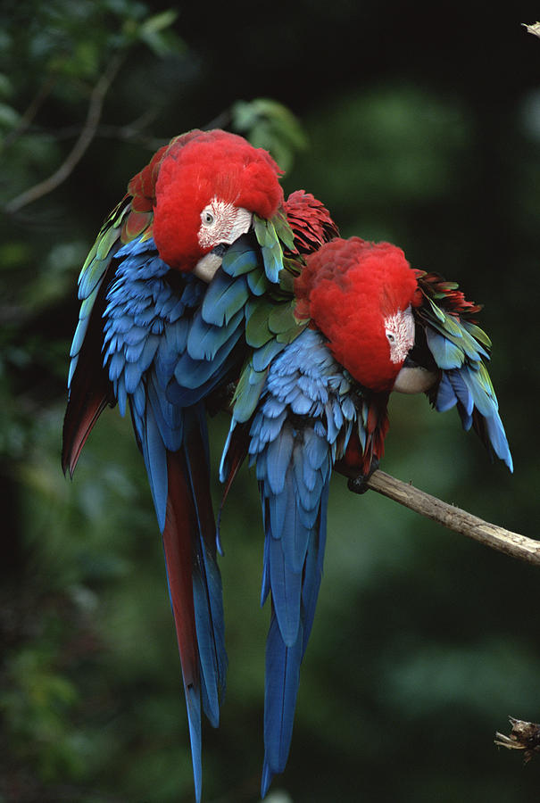 Red And Green Macaw Ara Chloroptera Photograph by Konrad Wothe