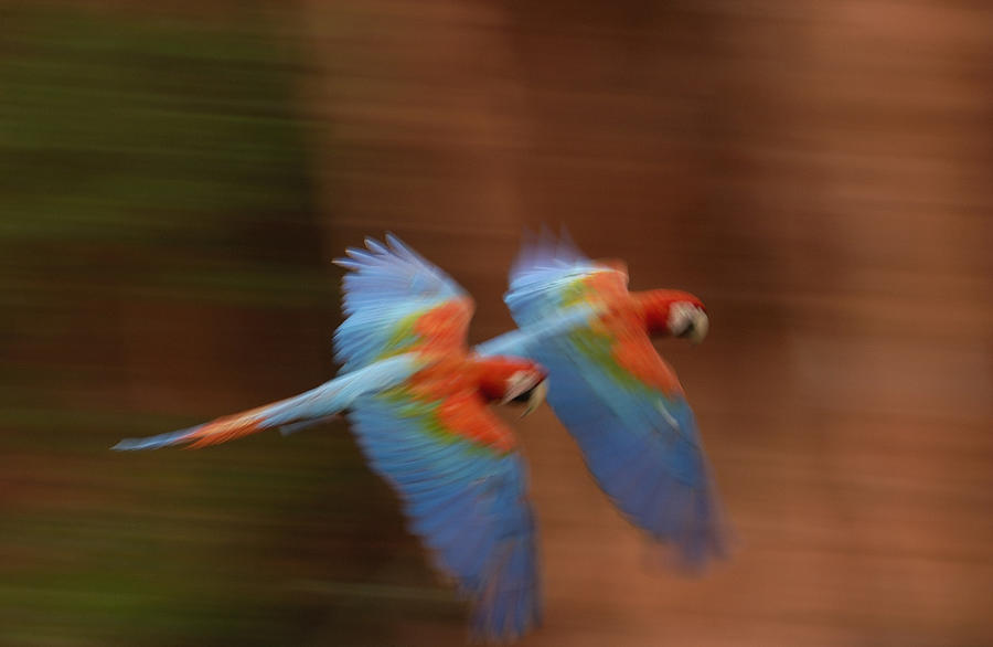 Red And Green Macaw Ara Chloroptera Photograph by Pete Oxford