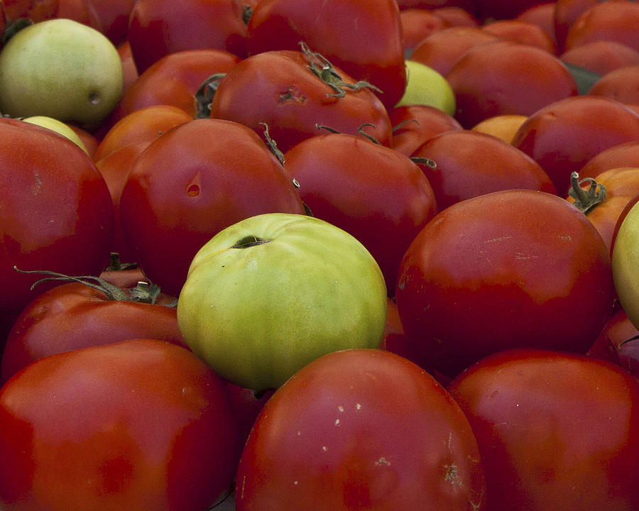 Tomato Photograph - Red and Green Tomatoes by Forest Alan Lee