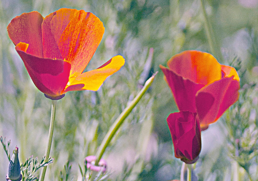 Red and Orange Poppies Photograph by Gilbert Artiaga