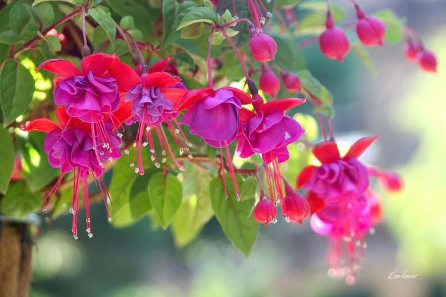 Red and Purple Fuchsias Photograph by Diana Haronis