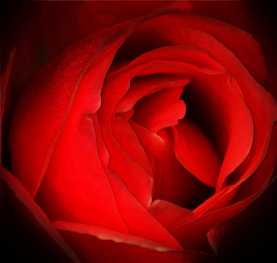 Red And Romantic Digital Art by Carrie OBrien Sibley