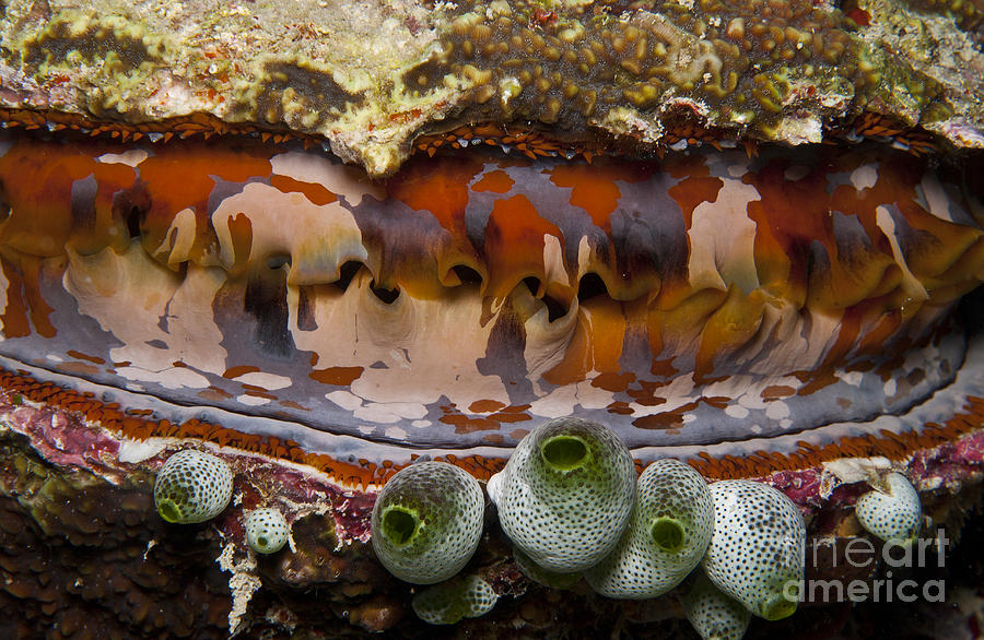Wildlife Photograph - Red And White Clam With Green by Mathieu Meur