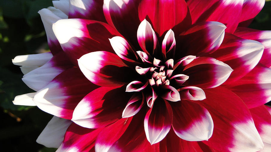 red and white flowers