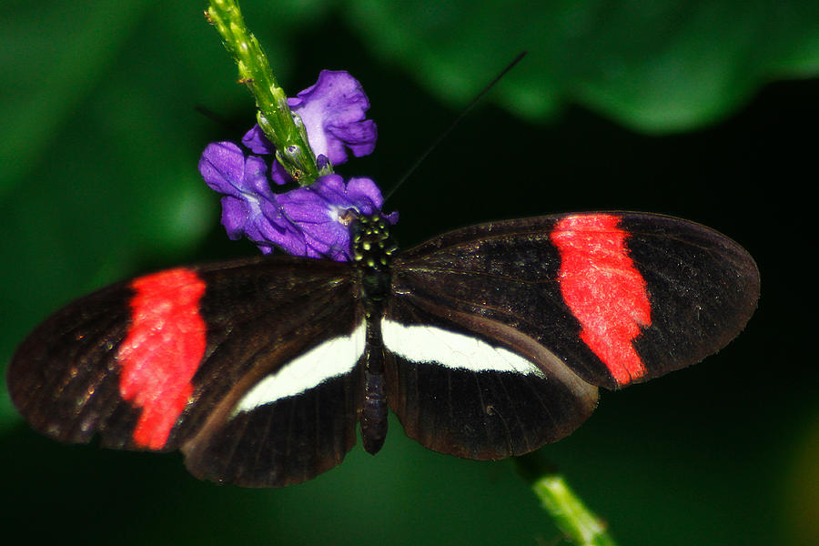 Red and White on Purple Photograph by Scott Hovind