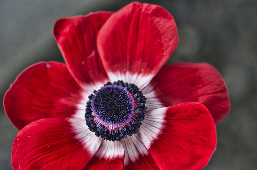 Poppy Photograph - Red and White Poppy by Steve Purnell