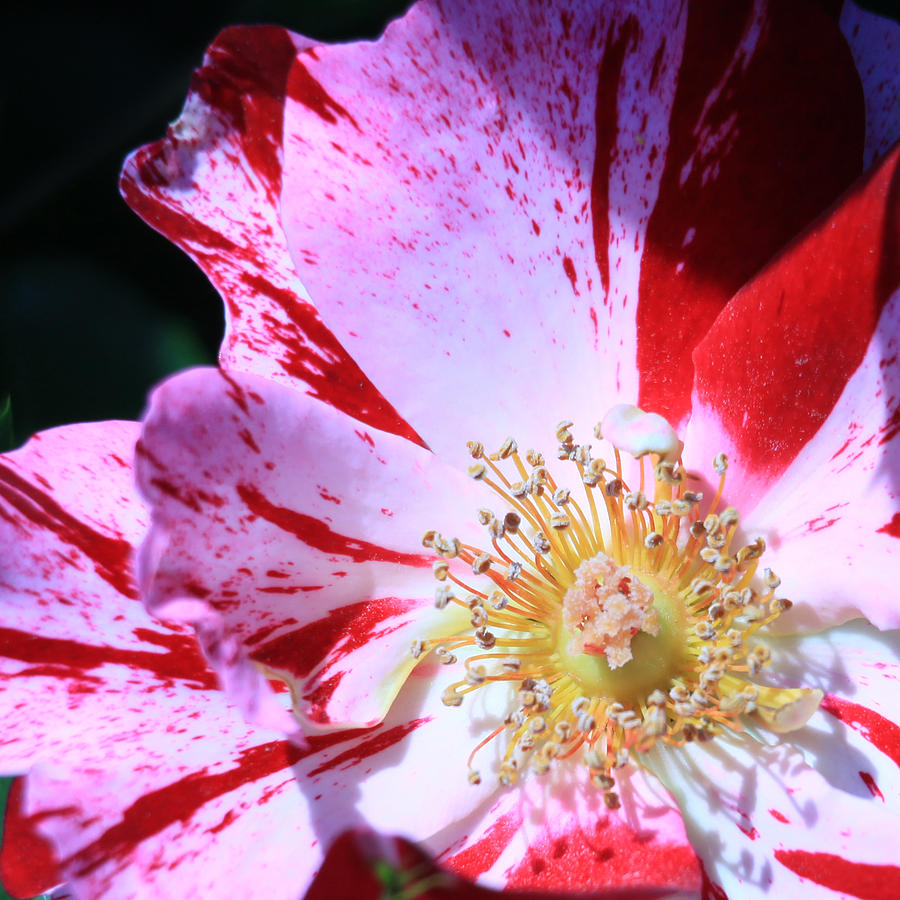Red And White Speckled Flower Photograph