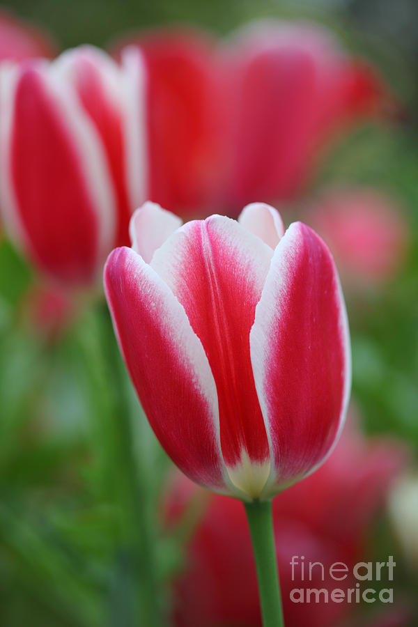 Red and white tulips Photograph by Nicholas Burningham