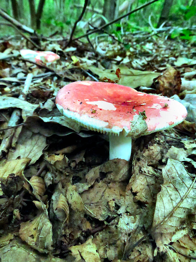 Red And White Wild Mushroom Photograph By Art Dingo