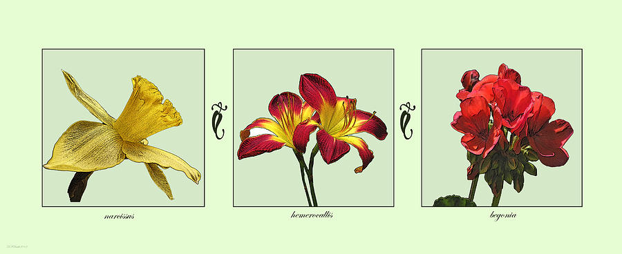 Red and Yellow Botanical Triptych Photograph by Deborah Smith