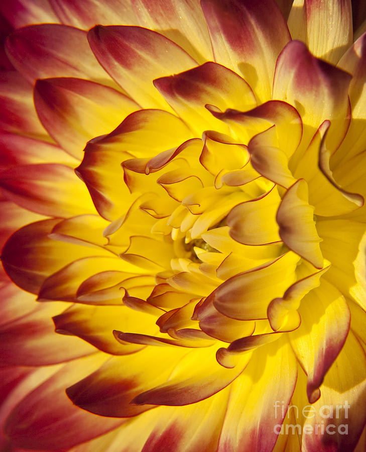 Red and Yellow Dahlia Macro Photograph by Susan Gary