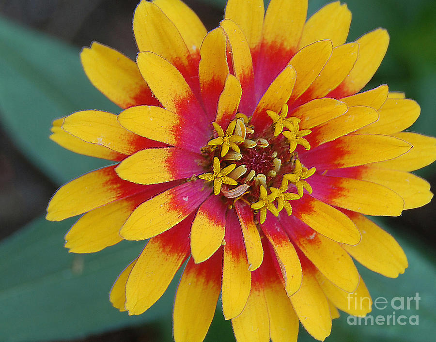 Red and Yellow Flower Photograph by Danielle Scott