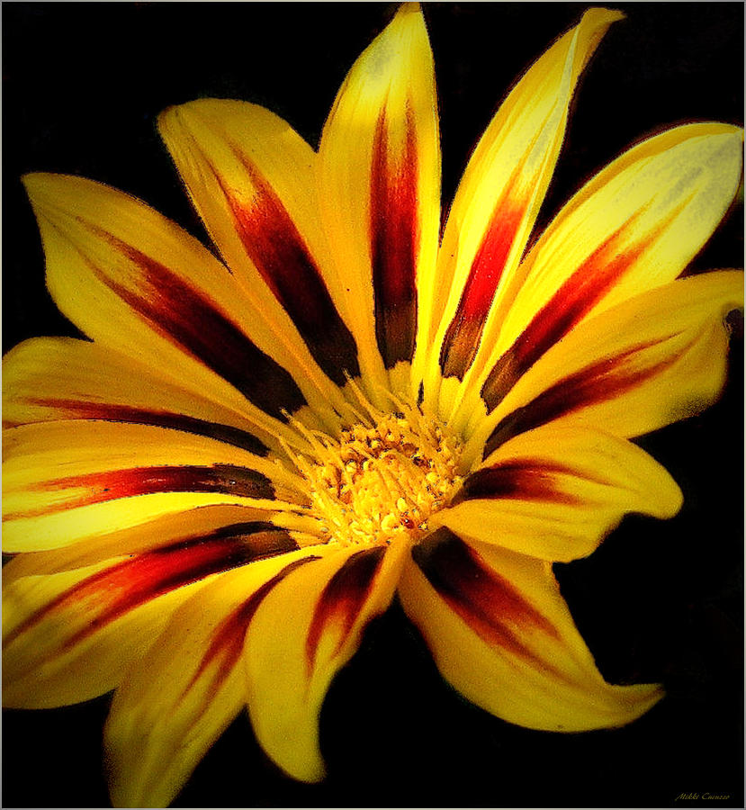 Red and Yellow flower Photograph by Mikki Cucuzzo