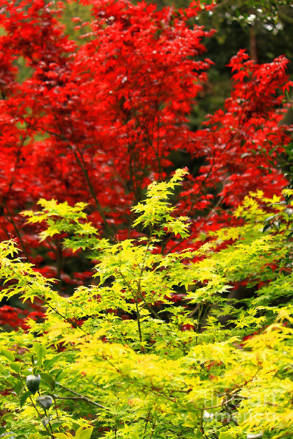 Red And Yellow Leaves Photograph by James Eddy