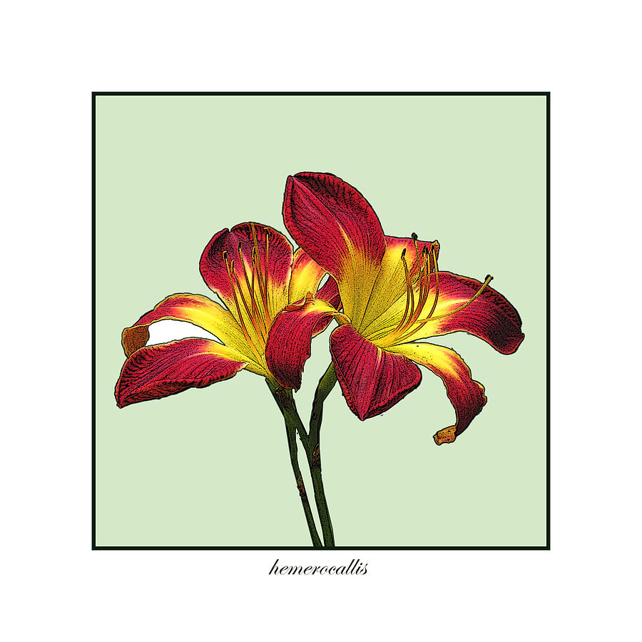 Red and Yellow Lily Photograph by Deborah Smith