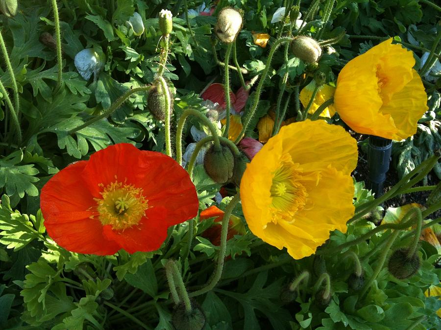 Red and Yellow Poppies Photograph by Shawn Hughes
