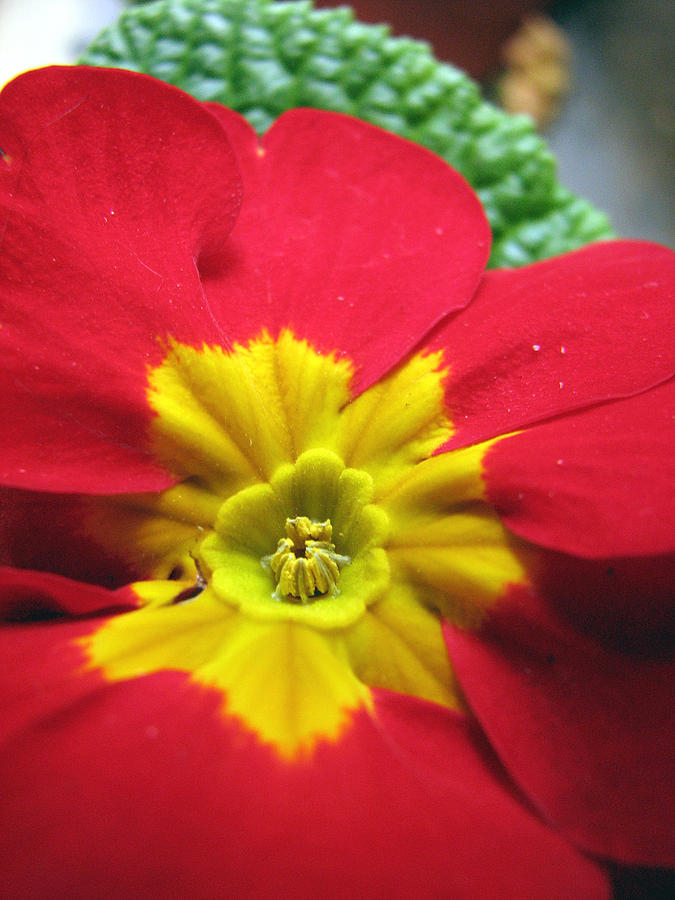 Red and Yellow Primrose Photograph by Chris Anderson