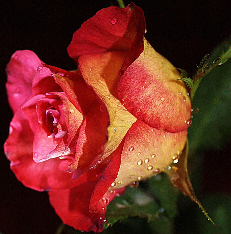 Red and Yellow Rose Photograph by Sheila Kay McIntyre
