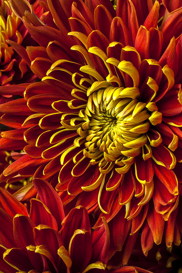 Flower Photograph - Red and yellow spider mum by Garry Gay