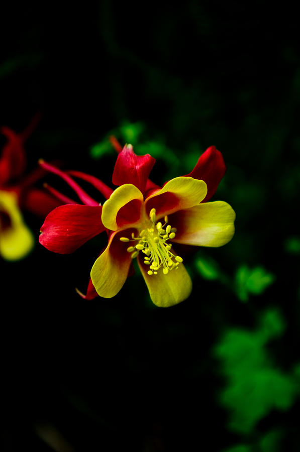 Flowers Still Life Photograph - Red And Yellow Tubing by Travis Crockart