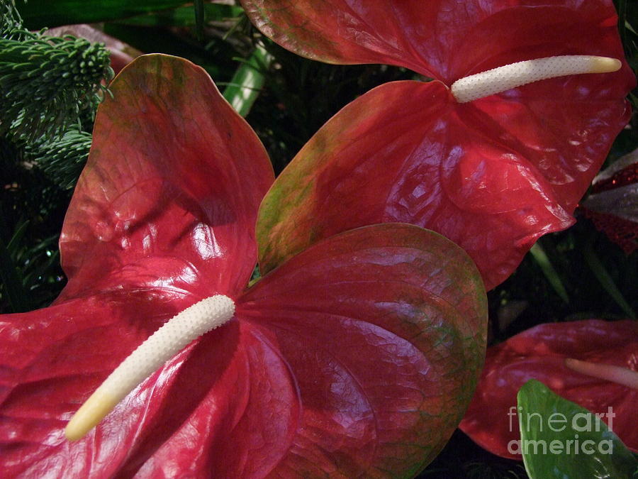 Red Anthuriums Photograph by Mary Deal