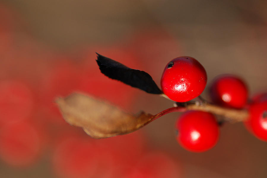 Nature Photograph - Red as a Winterberry by Sue Capuano