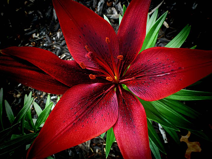 Red Asiatic Lily Photograph By Beth Akerman 