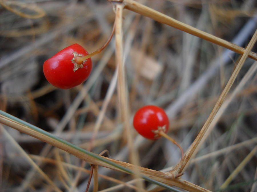 Red Asparagus Berries Photograph by Kent Lorentzen