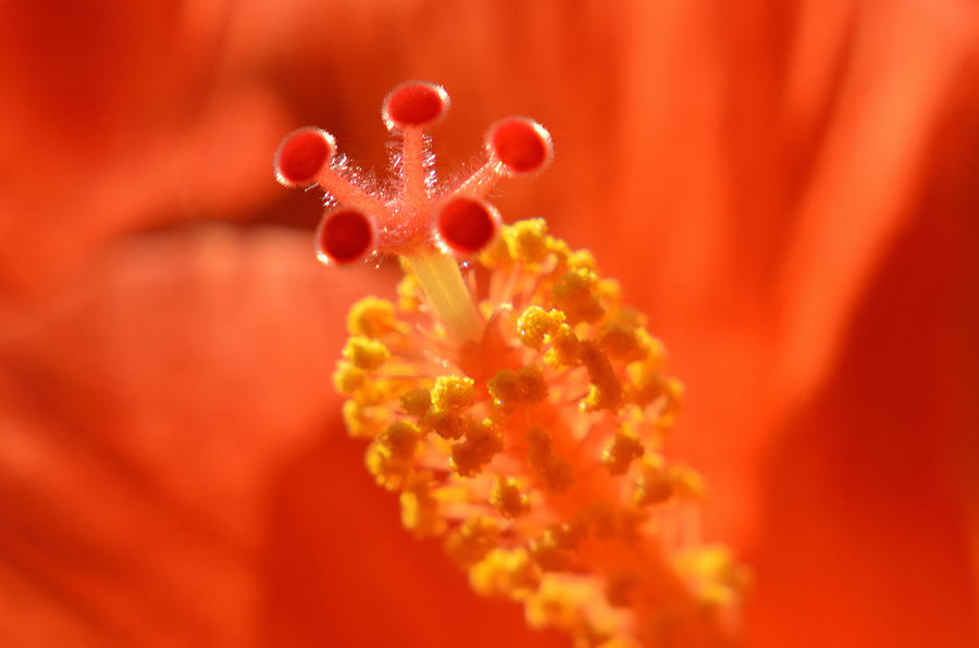 Red at Heart Photograph by Terence Davis