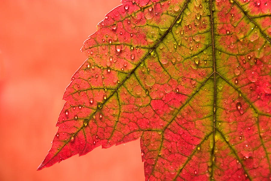 Fall Photograph - Red Autumn by Carol Leigh