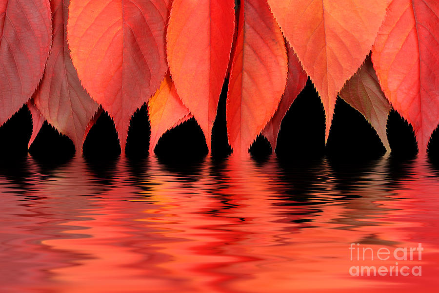 Red autumn leaves in water Photograph by Simon Bratt